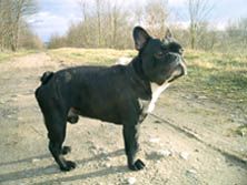 Romeo Du riddermark
